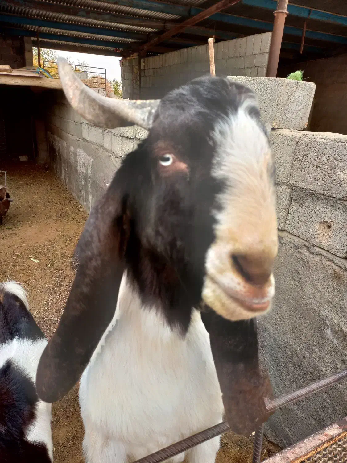 برغاله نر جوان اصیل نژاد  خوب|حیوانات مزرعه|نجف‌آباد, امام خمینی|دیوار