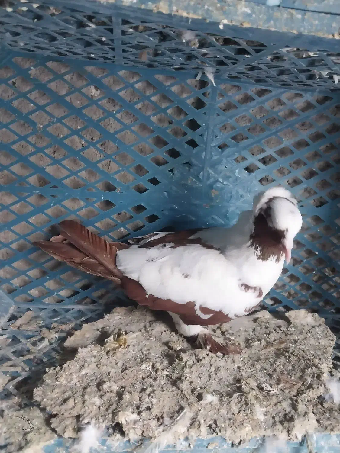 کفتر ککیلی|پرنده|اردبیل, |دیوار