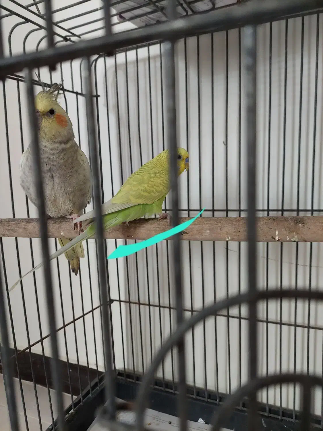 فروش مرغ عشق و عروس هلندی با قفس|پرنده|کارون, |دیوار