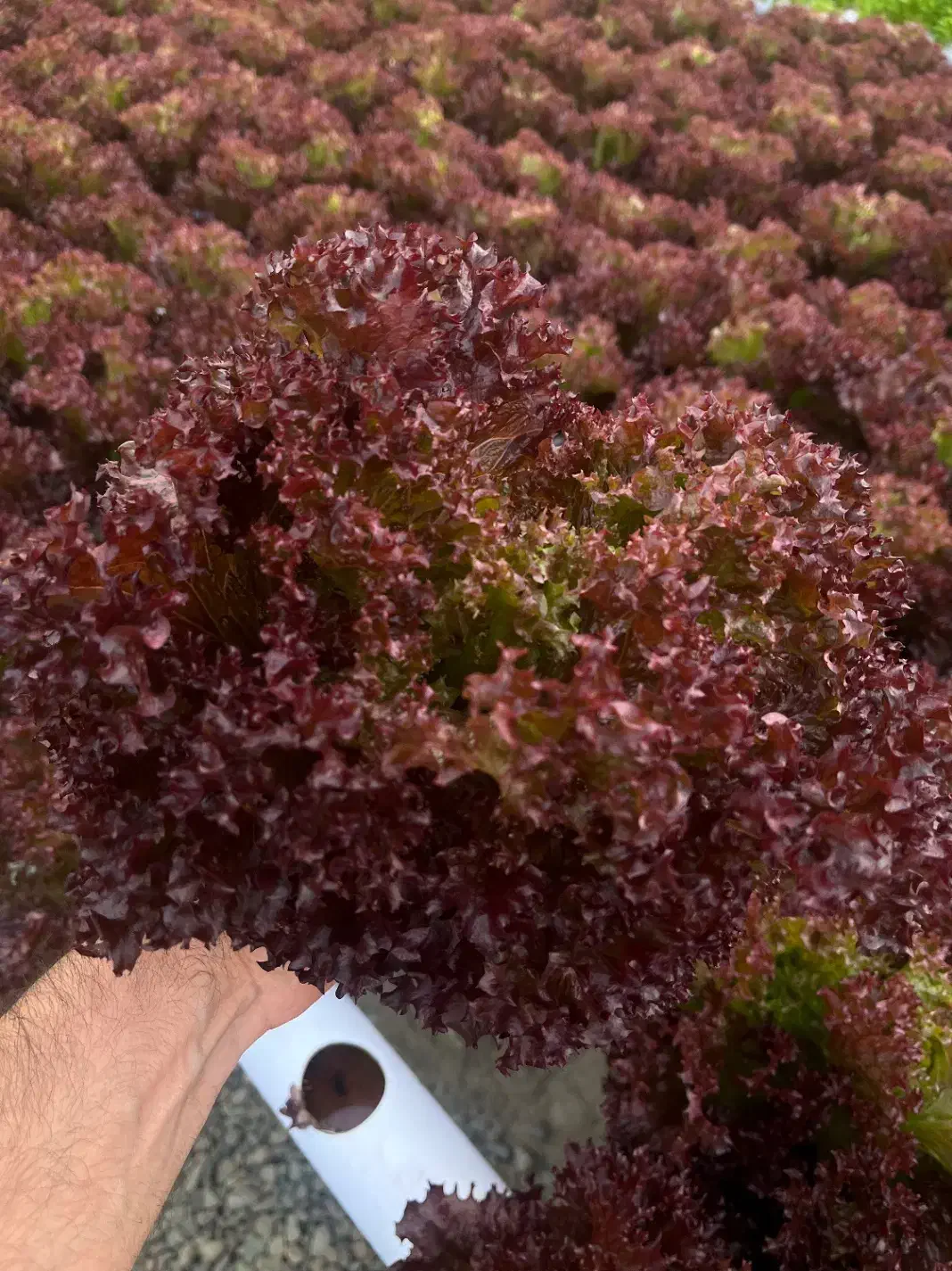 اجاره گلخانه هیدروپنیک|اجارهٔ دفتر صنعتی، کشاورزی، تجاری|شهریار, کردزار|دیوار