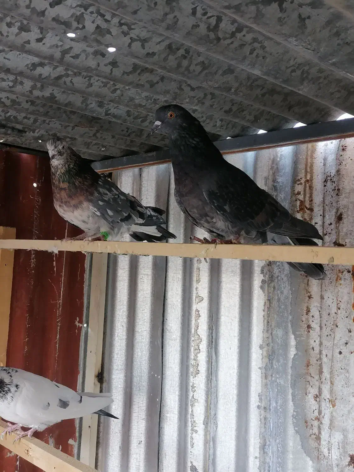 کفتر|پرنده|تهران, بلورسازی|دیوار