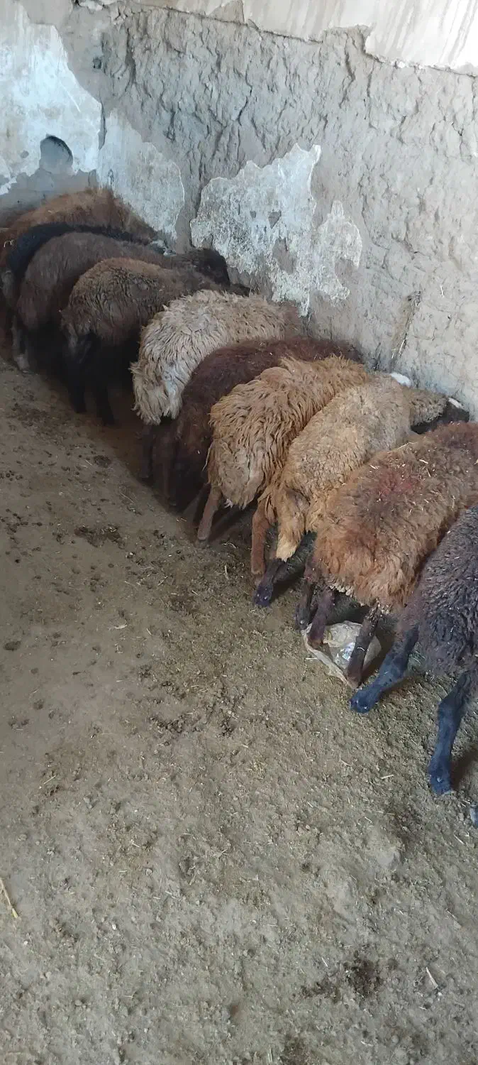 گوسفند|حیوانات مزرعه|هریس, |دیوار