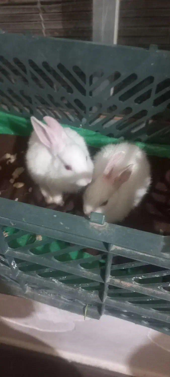 خرگوش|موش و خرگوش|آق قلا, |دیوار