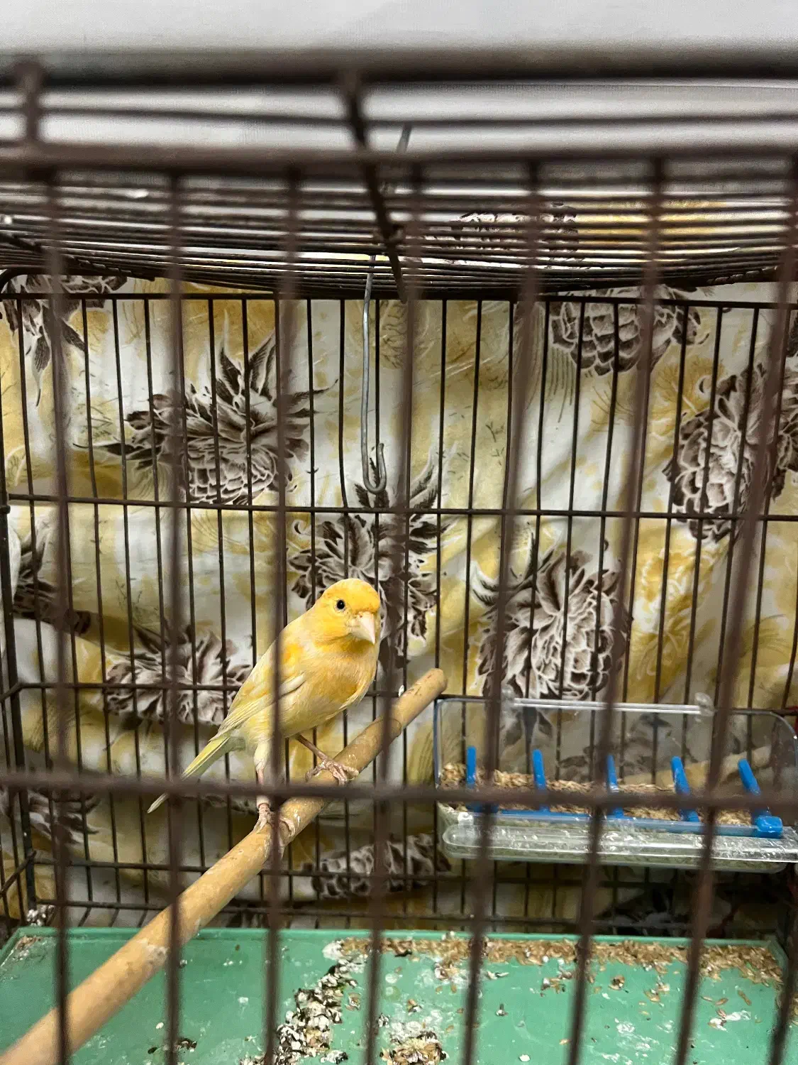 قناری نر|پرنده|اسلامشهر, شهرک احمدیه|دیوار