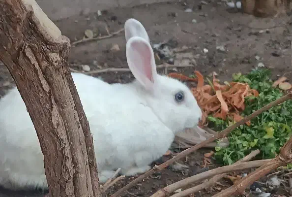 خرگوش نر|موش و خرگوش|رفسنجان, |دیوار