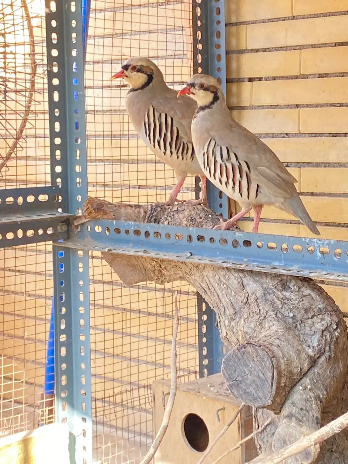 بلدرچین محلی|پرنده|بندرعباس, |دیوار