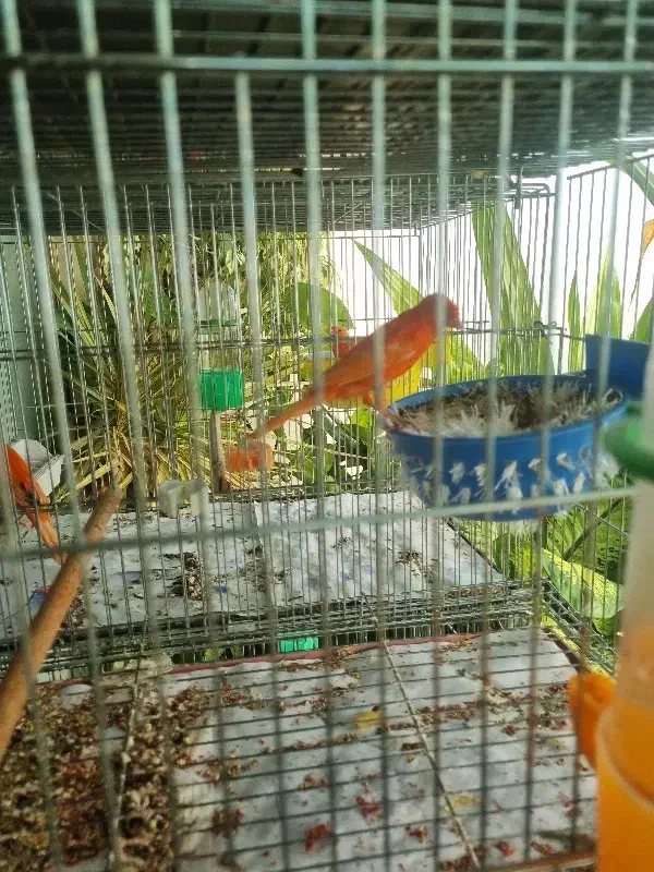 قناری رد فاکتور با جوجه چال اول|پرنده|مبارکه, |دیوار