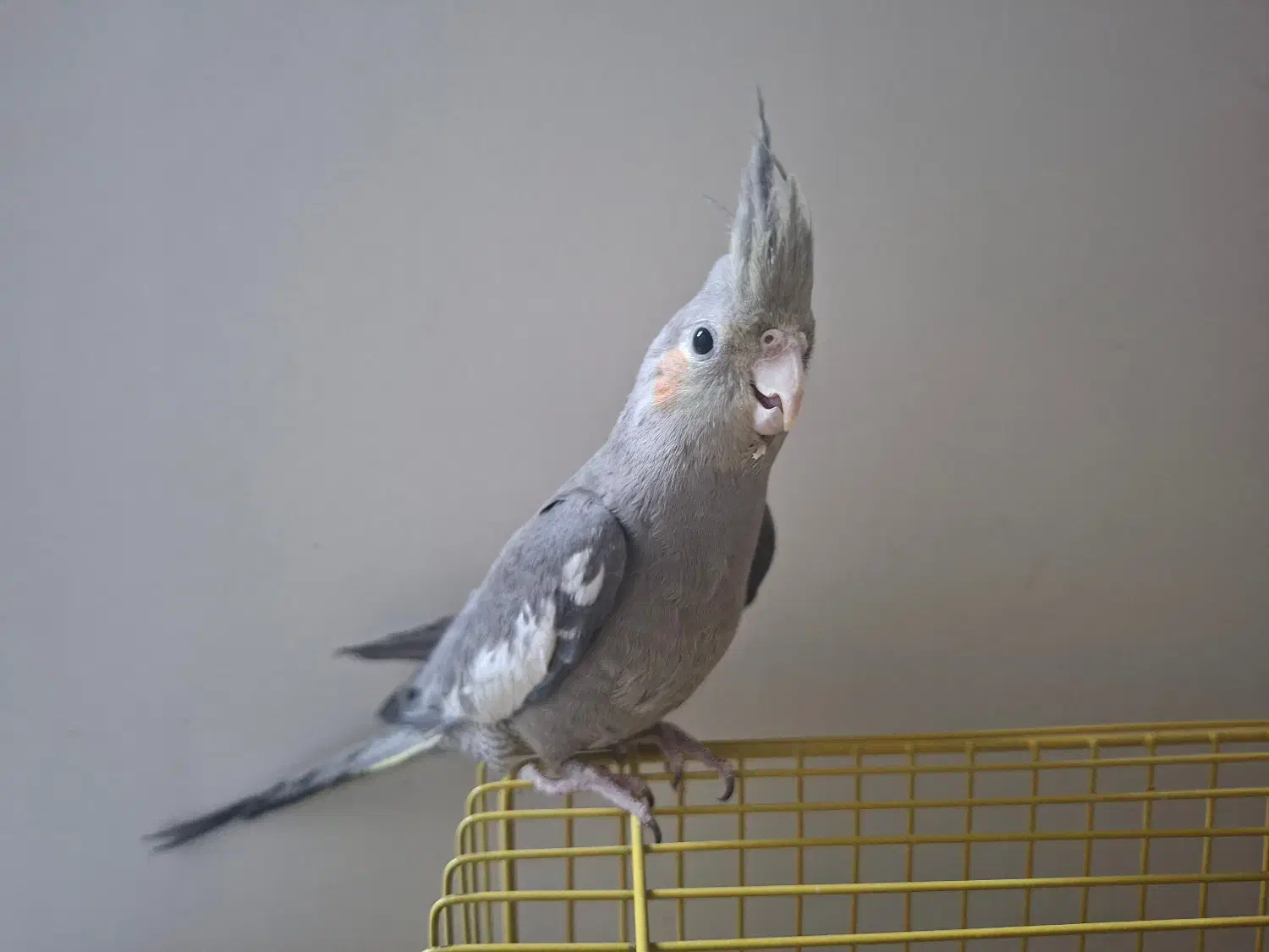 عروس هلندی|پرنده|فولادشهر, B5|دیوار