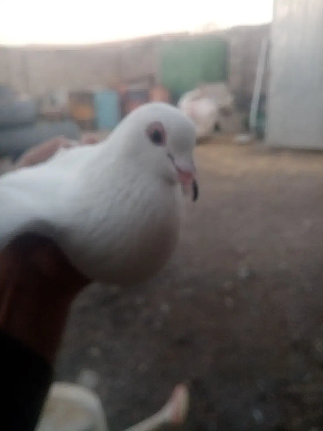 کفتر|پرنده|راین, |دیوار