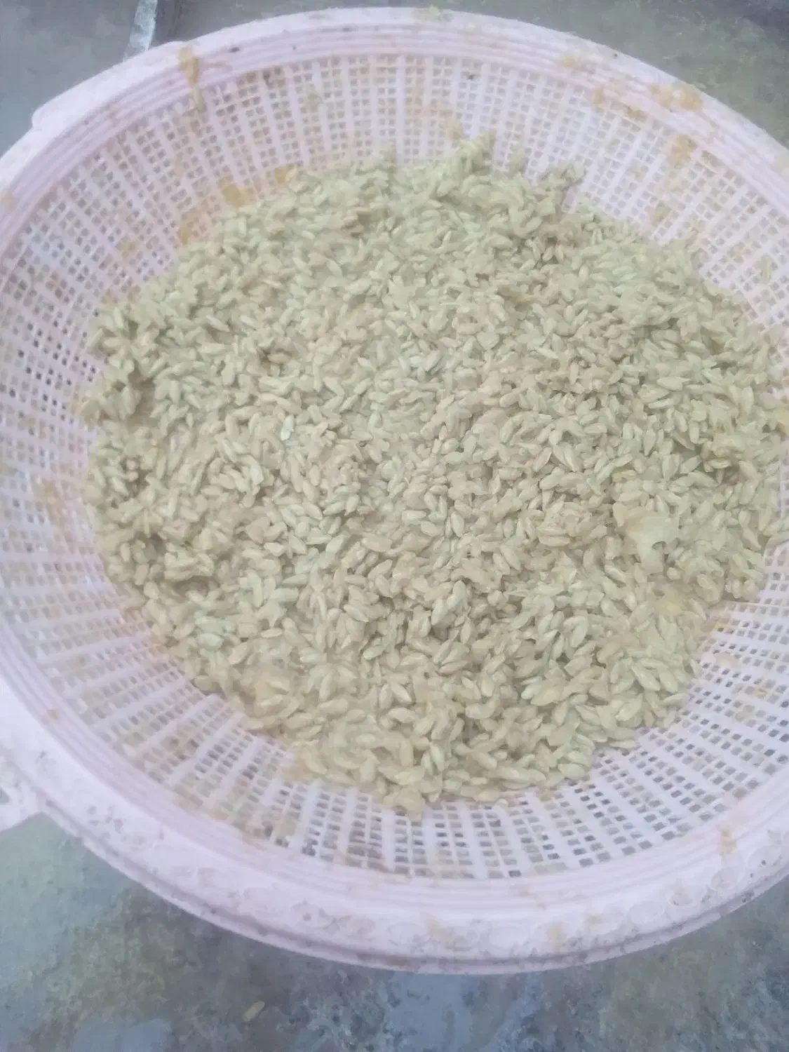 بذر نارنج|خدمات باغبانی و درختکاری|گرگان, |دیوار