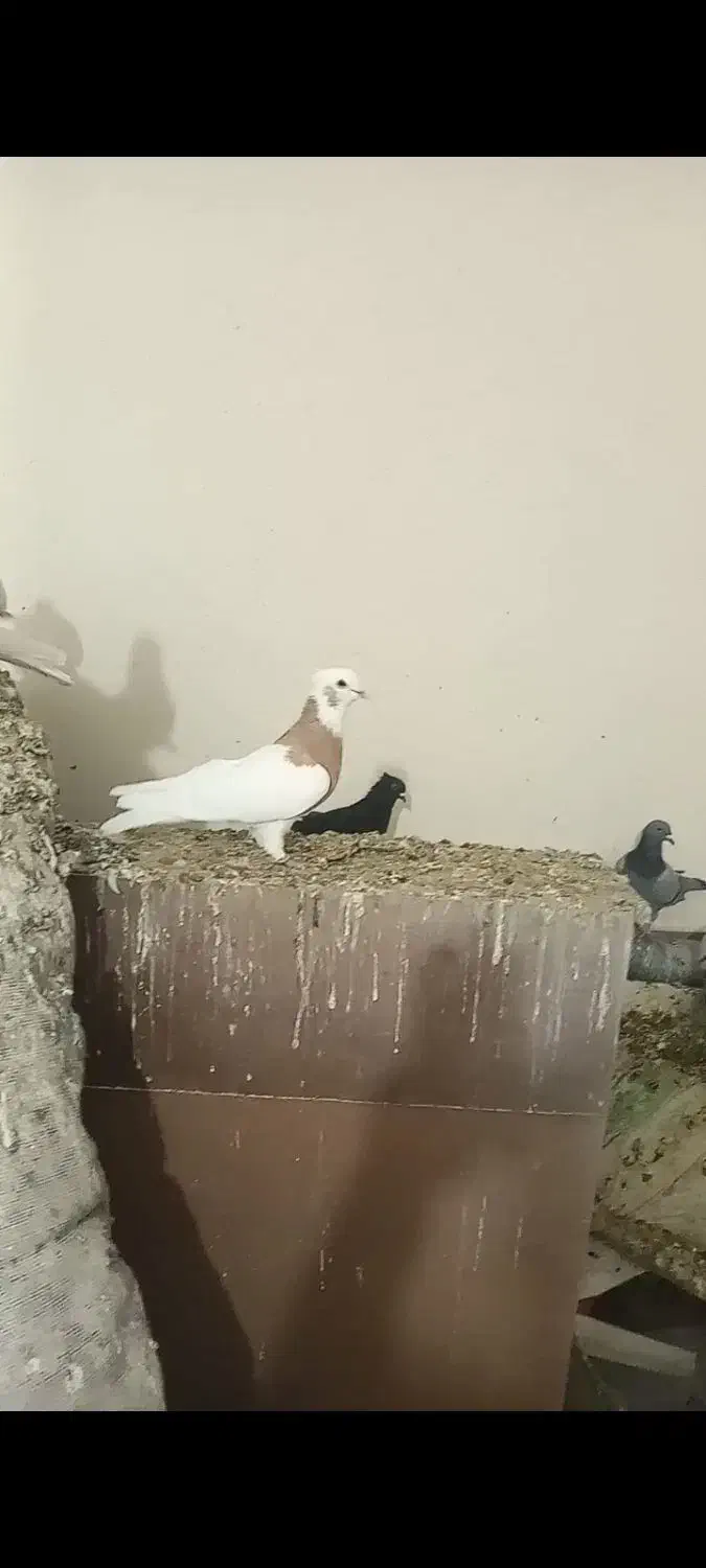 طوق زردنر|پرنده|شیراز, کرونی(خاتونک)|دیوار