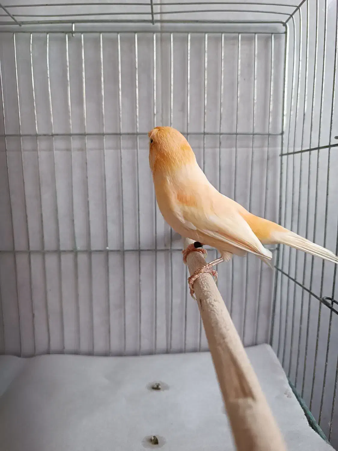 قناری نر موزاییکی|پرنده|لاهیجان, گلستان|دیوار