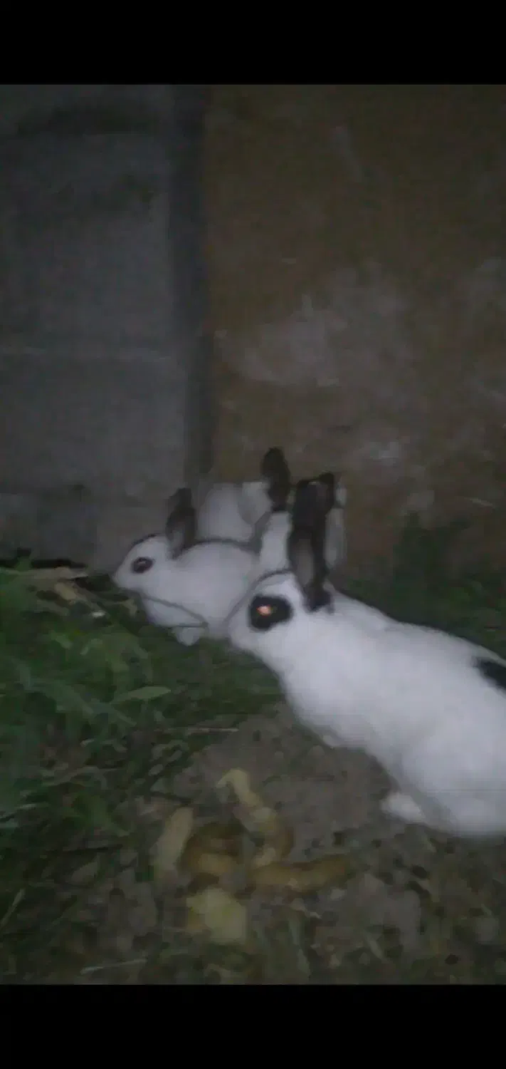 خرگوش زینتی|موش و خرگوش|میانه, |دیوار