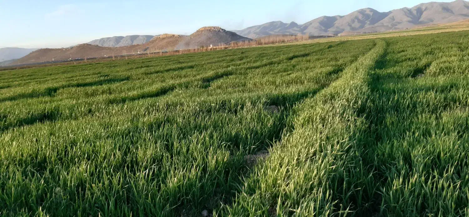 اجاره 5هکتار زمین کشاورزی|اجارهٔ دفتر صنعتی، کشاورزی، تجاری|فیروزآباد (فارس), |دیوار