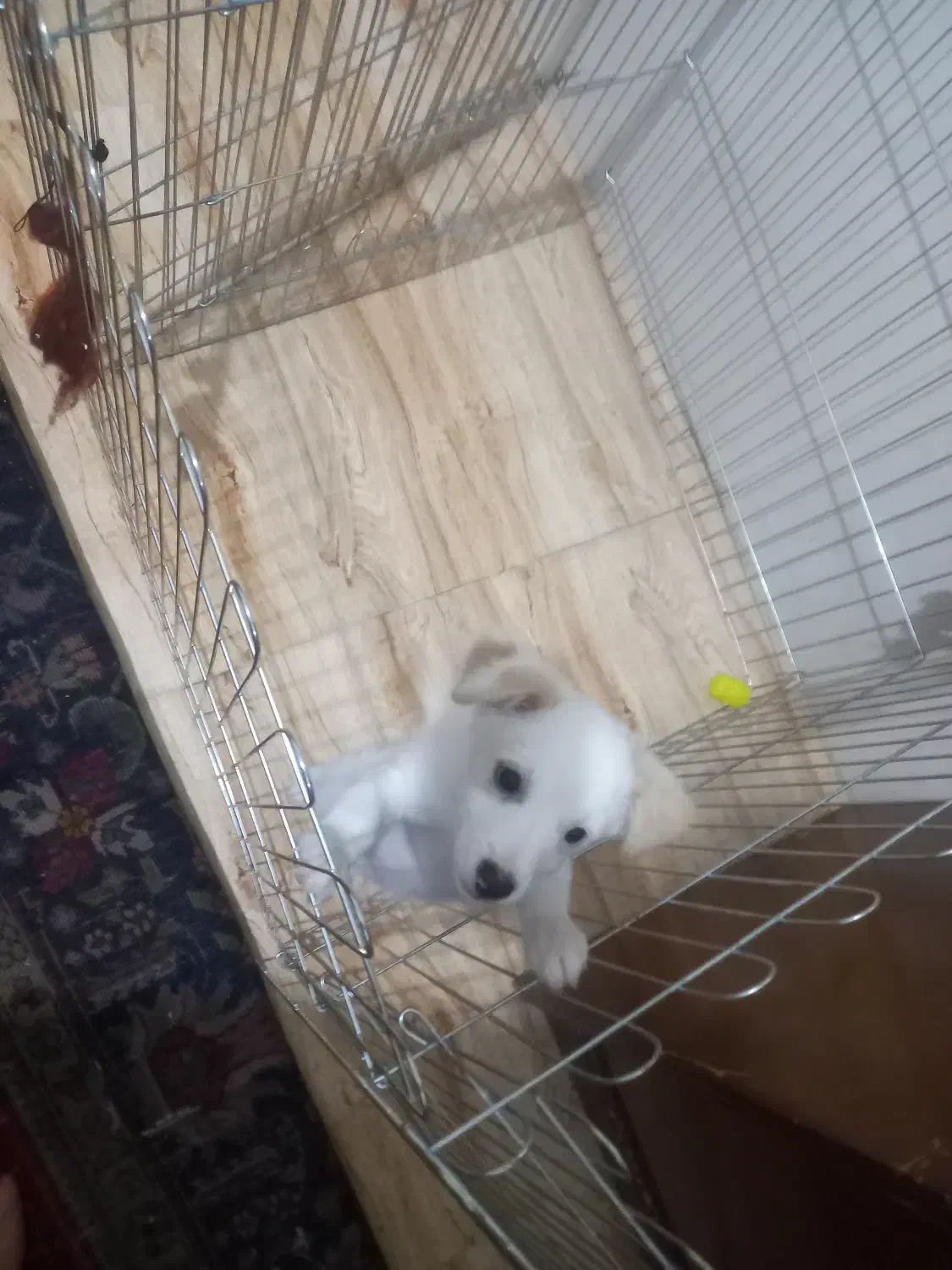 اشپیتز پامر|سگ|تبریز, |دیوار