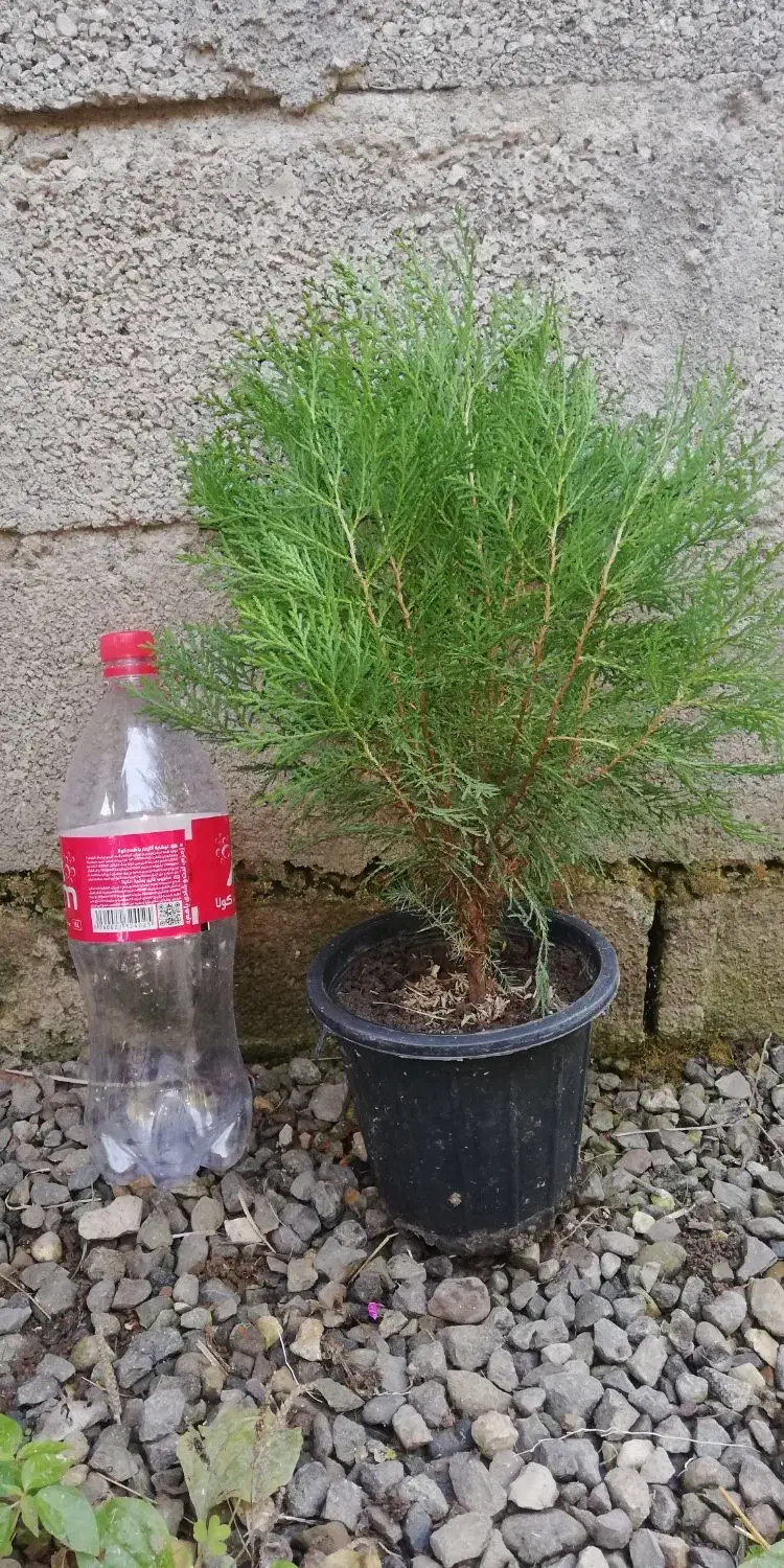 کاج سبز فشرده|گل و گیاه طبیعی|واجارگاه, |دیوار