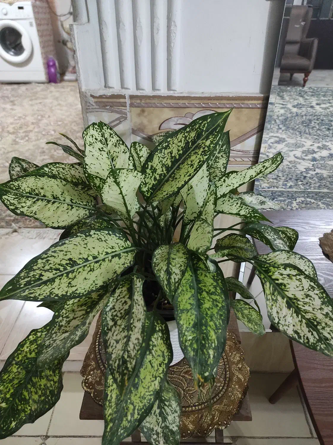 گل.|گل و گیاه طبیعی|بیرجند, |دیوار