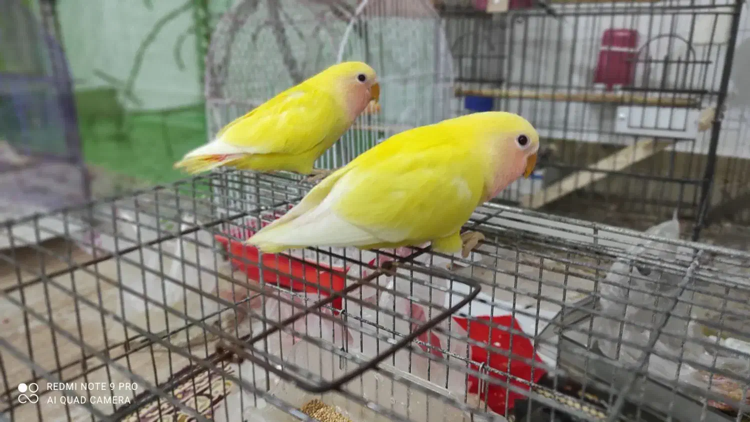 طوطی برزیلی|پرنده|گرمی, |دیوار