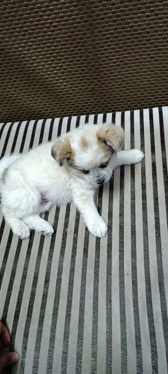 سگ.|سگ|ری, علایین|دیوار