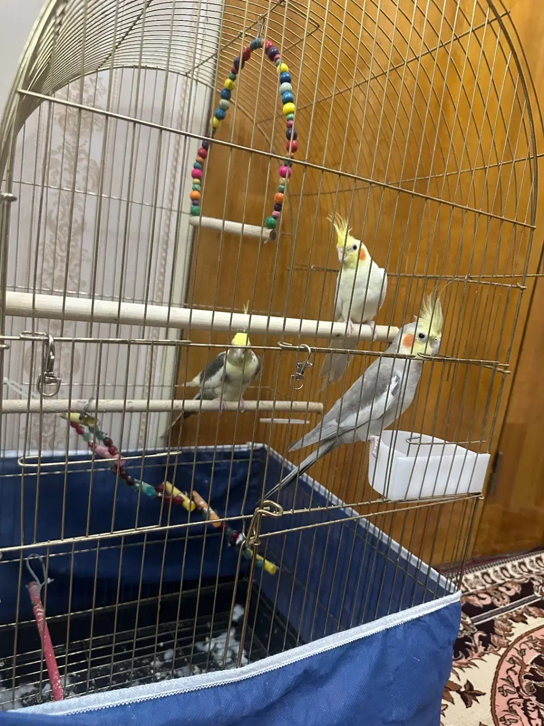 پرنده زینتی عروس هلندی|پرنده|آذرشهر, |دیوار