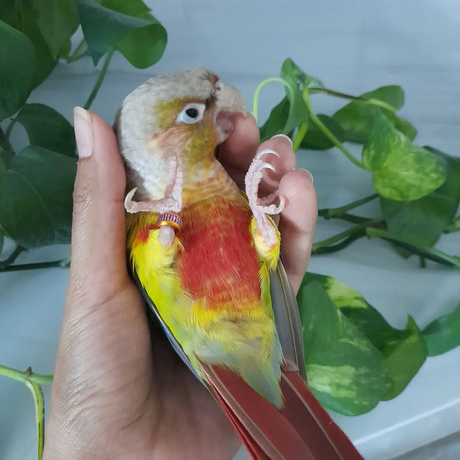 گرینچیک فول رام و دستی|پرنده|شاهرود, |دیوار