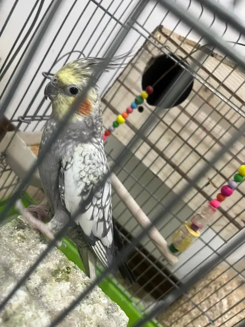 دو عدد عروس هلندی نر و ماده|پرنده|کرج, شهرک یاس شمالی|دیوار