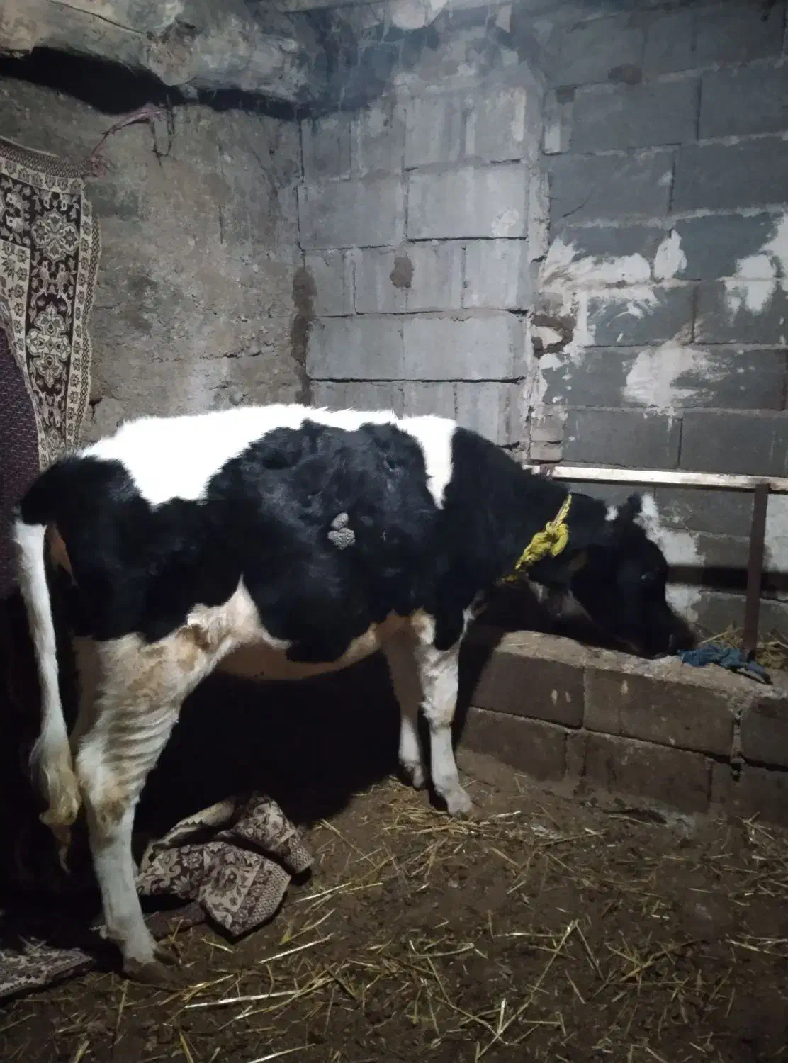 گوساله|حیوانات مزرعه|نیر (اردبیل), |دیوار