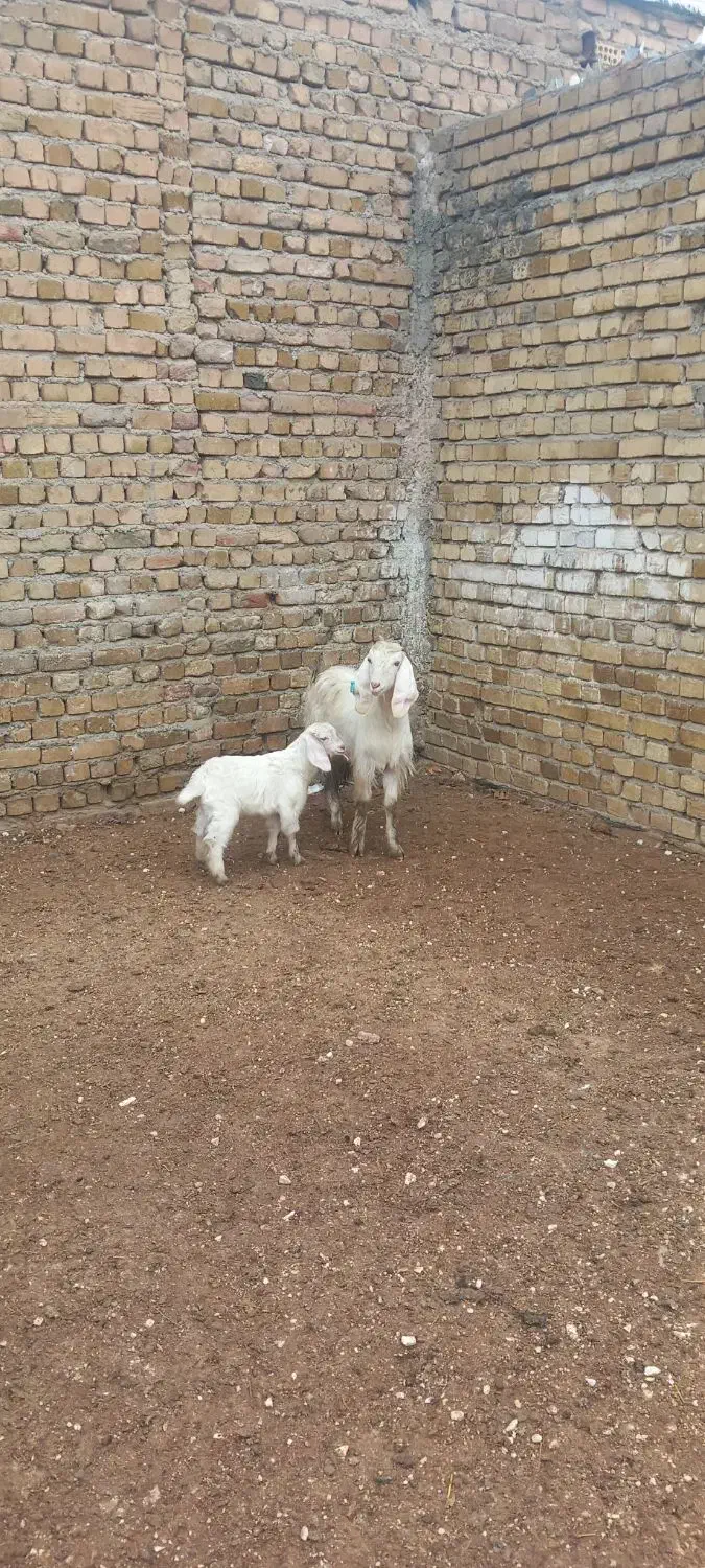 بز وبزقاله|حیوانات مزرعه|بروجرد, |دیوار