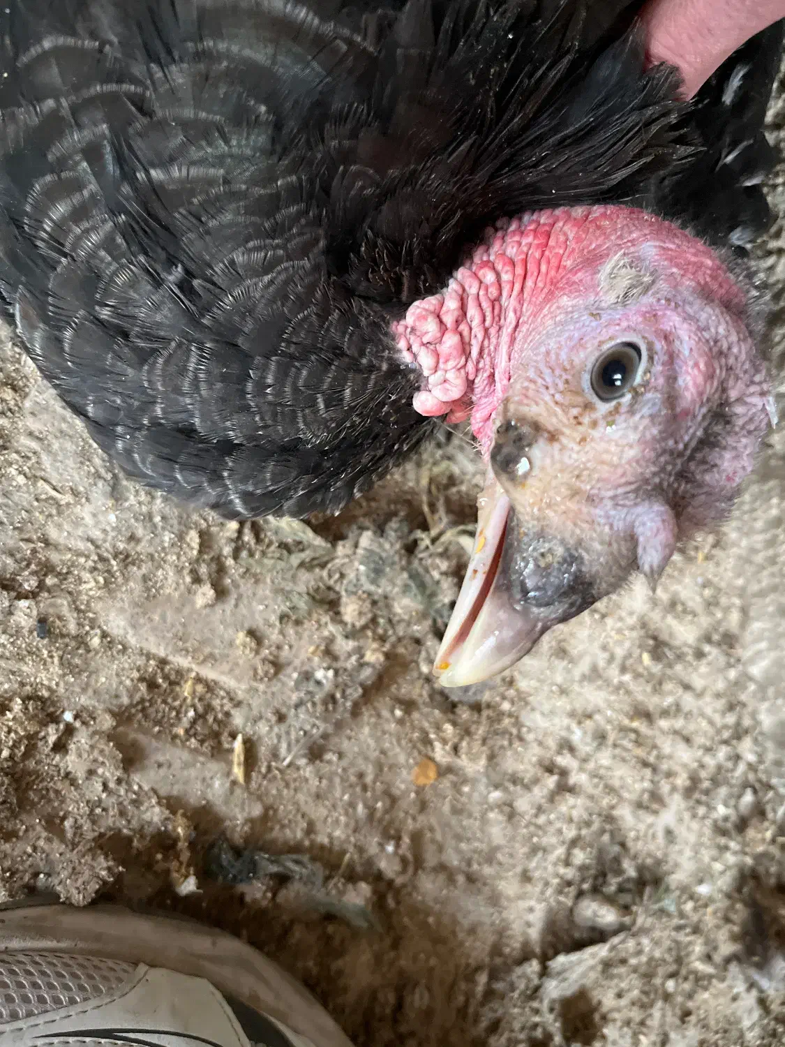 بوقلمون|حیوانات مزرعه|هشتگرد, شهرک افشاریه|دیوار