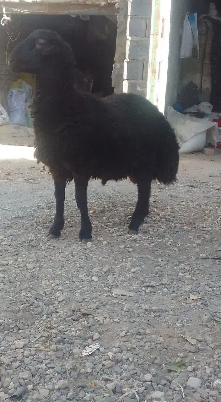بره قوچ همو با میش بره هم معاوضه می کنم|حیوانات مزرعه|خنجین, |دیوار