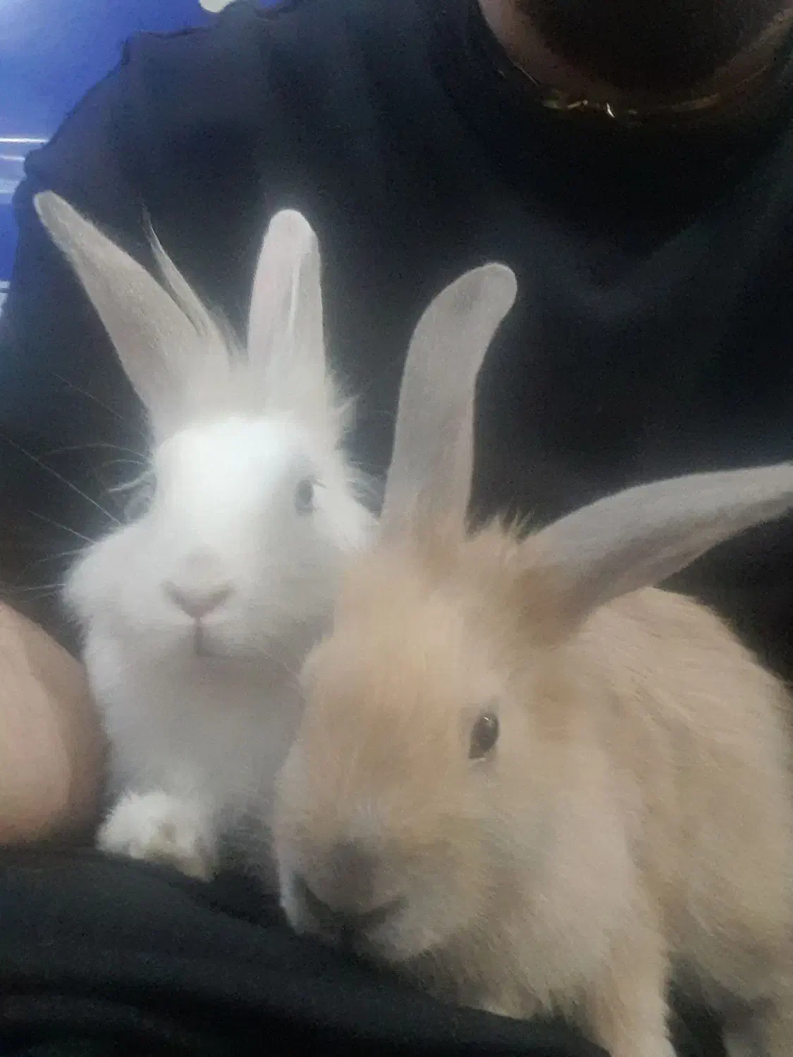 خرگوش|موش و خرگوش|اندیشه, اندیشه فاز ۱|دیوار