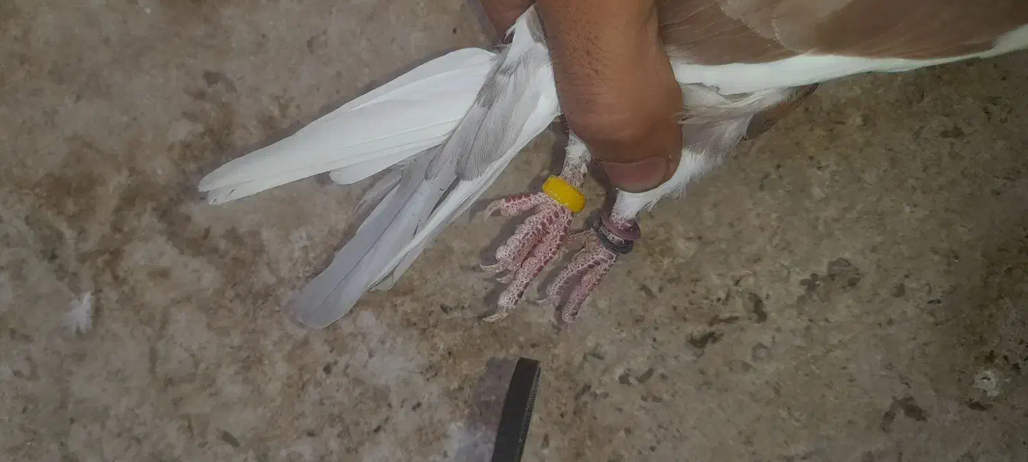 گلی گمشده|پرنده|آران و بیدگل, |دیوار