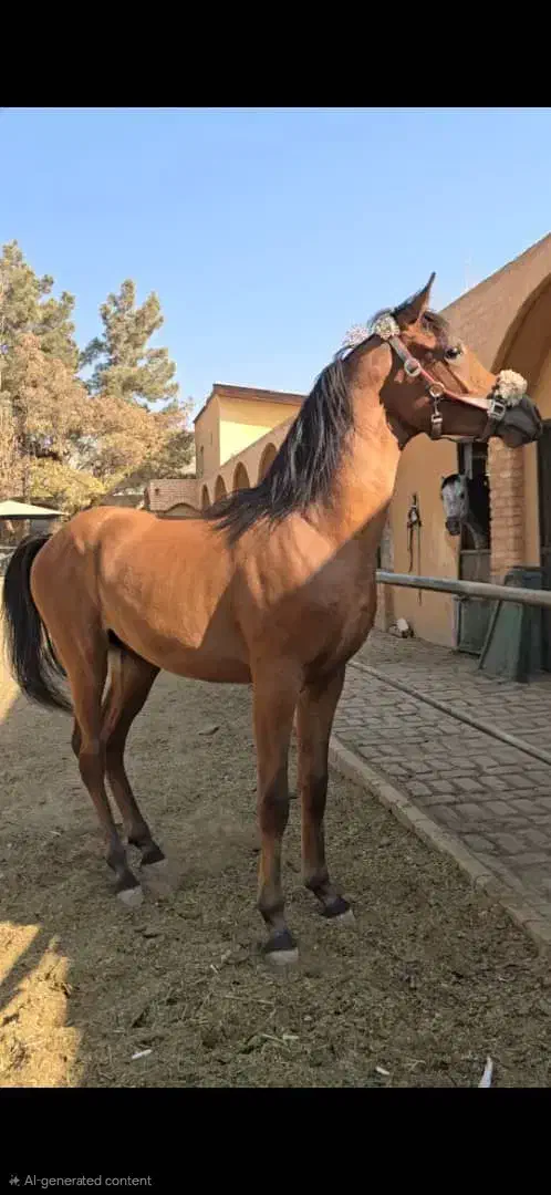 اسب عرب|اسب و تجهیزات اسب‌سواری|کوهسار (البرز), |دیوار