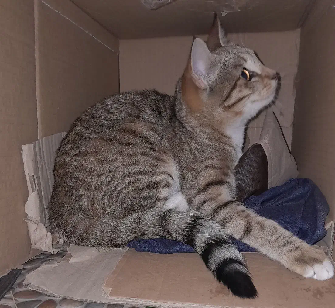 واگذاری گربه|گربه|منجیل, |دیوار