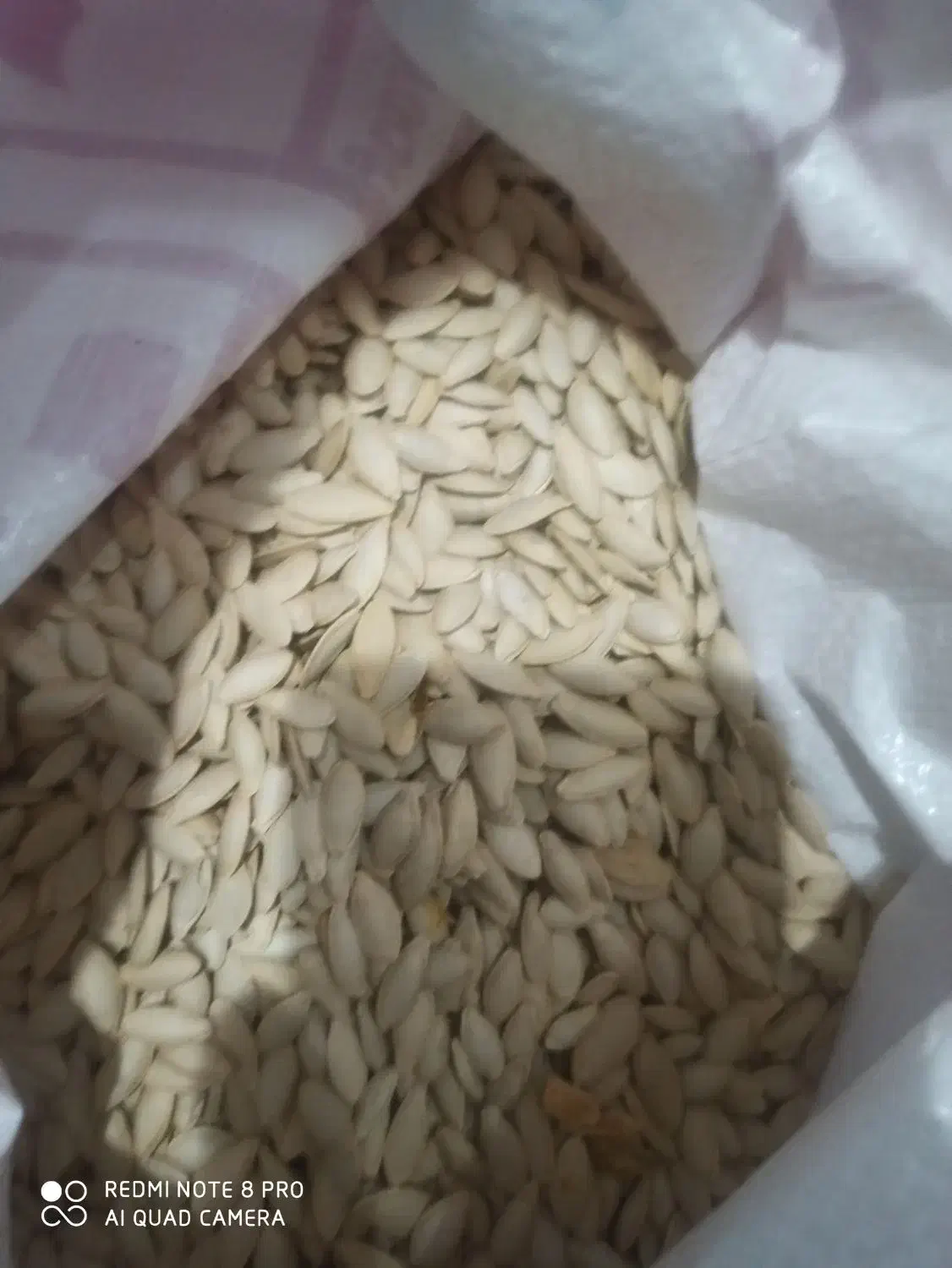 تخم کدو|عمده‌فروشی|قیدار, |دیوار