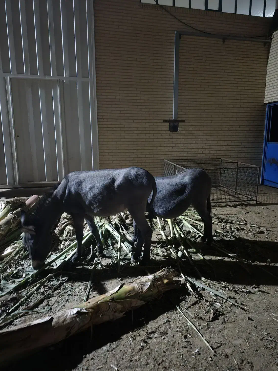 فروش الاغ و کره خر ماده|حیوانات مزرعه|اشکذر, |دیوار