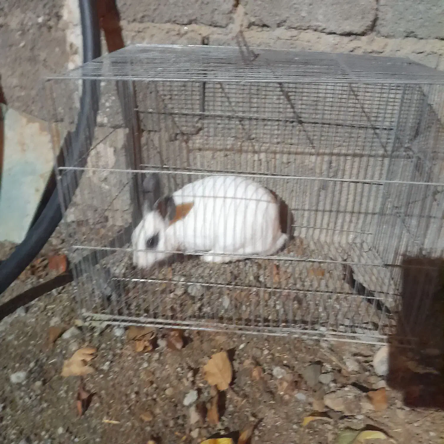 خرگوش|موش و خرگوش|سنندج, |دیوار