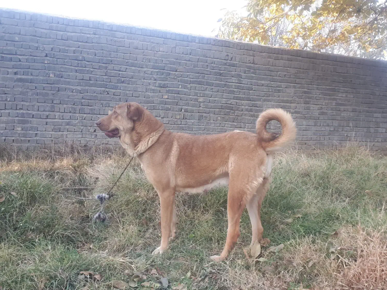 واگذاری ماده پژدر درجه یک سالم با سابقه زایمان|سگ|زنجان, |دیوار