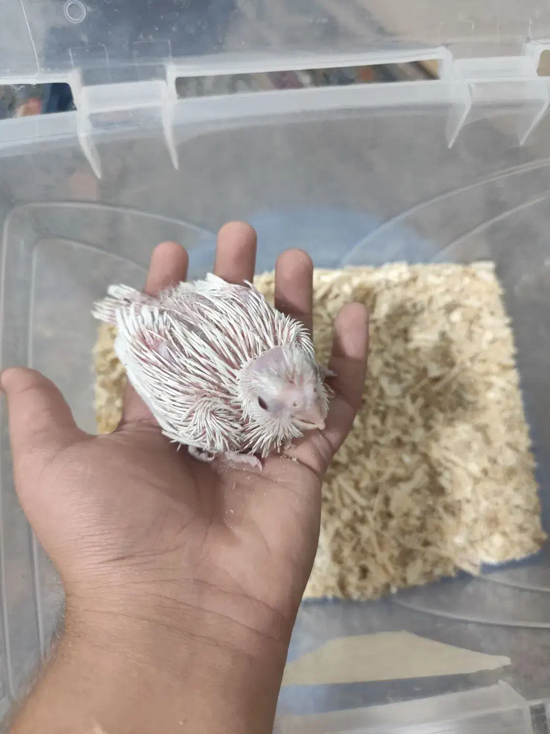 جوجه عروس هلندی|پرنده|شیراز, کوشک میدان|دیوار