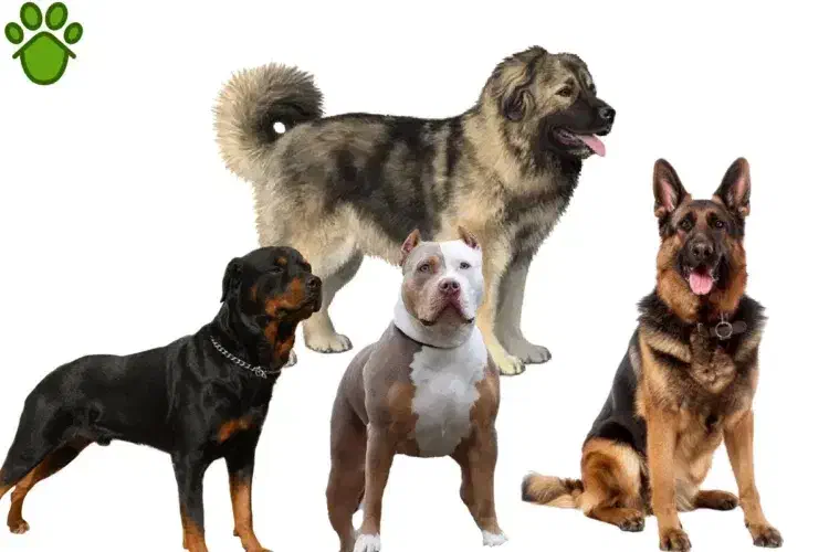 سگ نگهبان|سگ|داراب, |دیوار