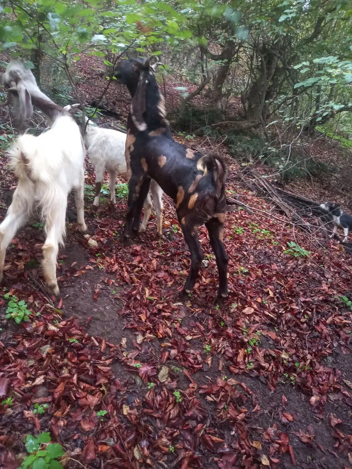 نر بز  تکه پلنگی پاکستانی|حیوانات مزرعه|آزادشهر, |دیوار