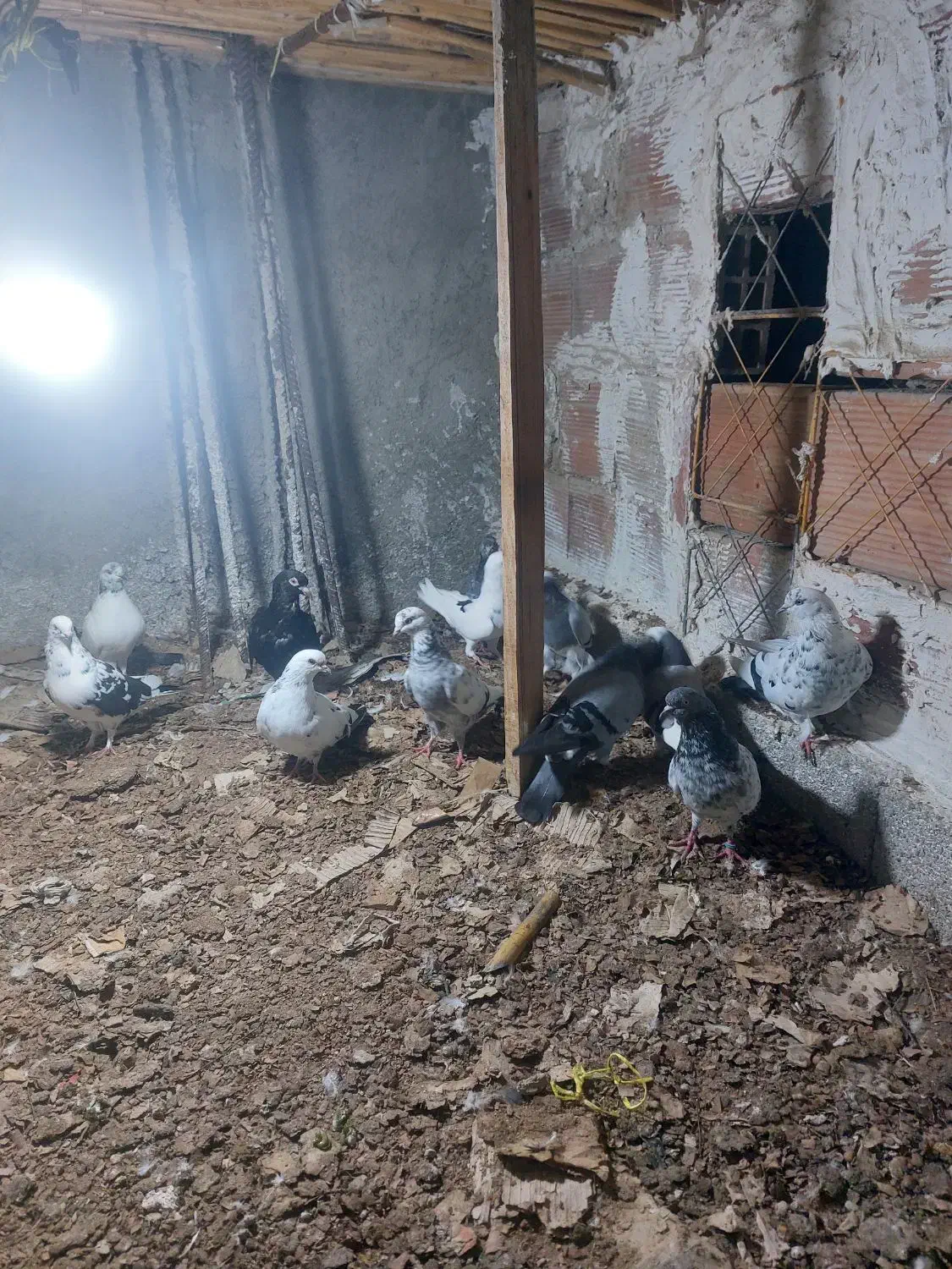 کبوتر هوایی|پرنده|ساری, |دیوار