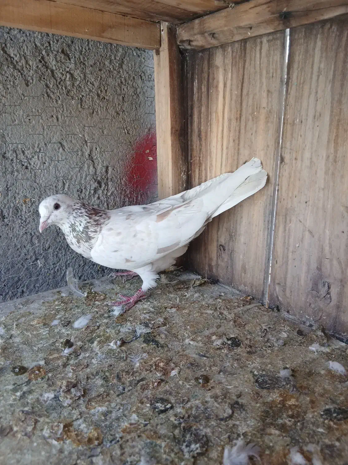 کبوتر سرور|پرنده|قم, باغ کرباسی|دیوار