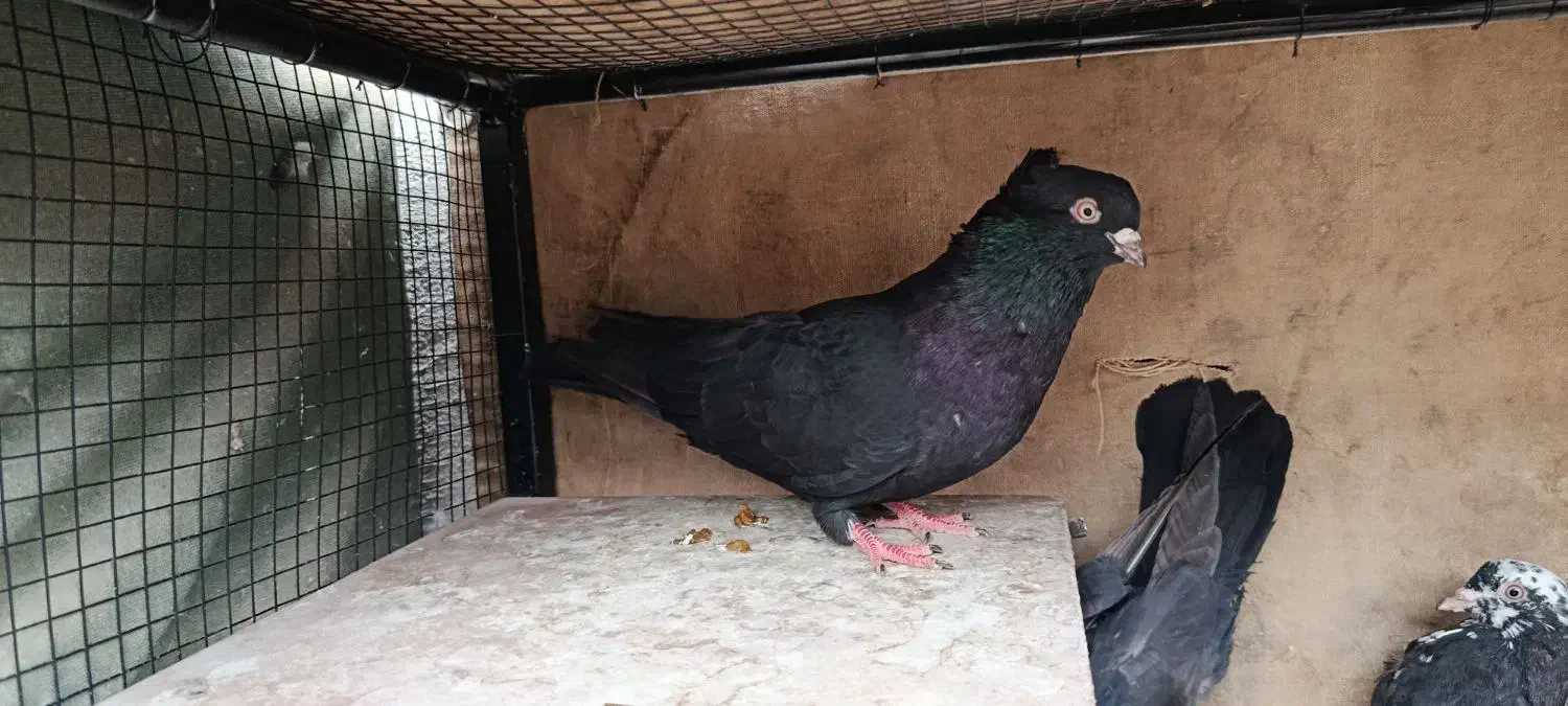 زاغ|پرنده|جیرفت, |دیوار