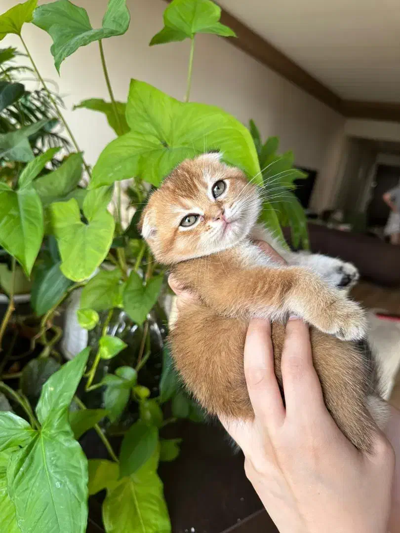 بچه گربه اسکاتیش 2ماهه گلد|گربه|تهران, ارم|دیوار