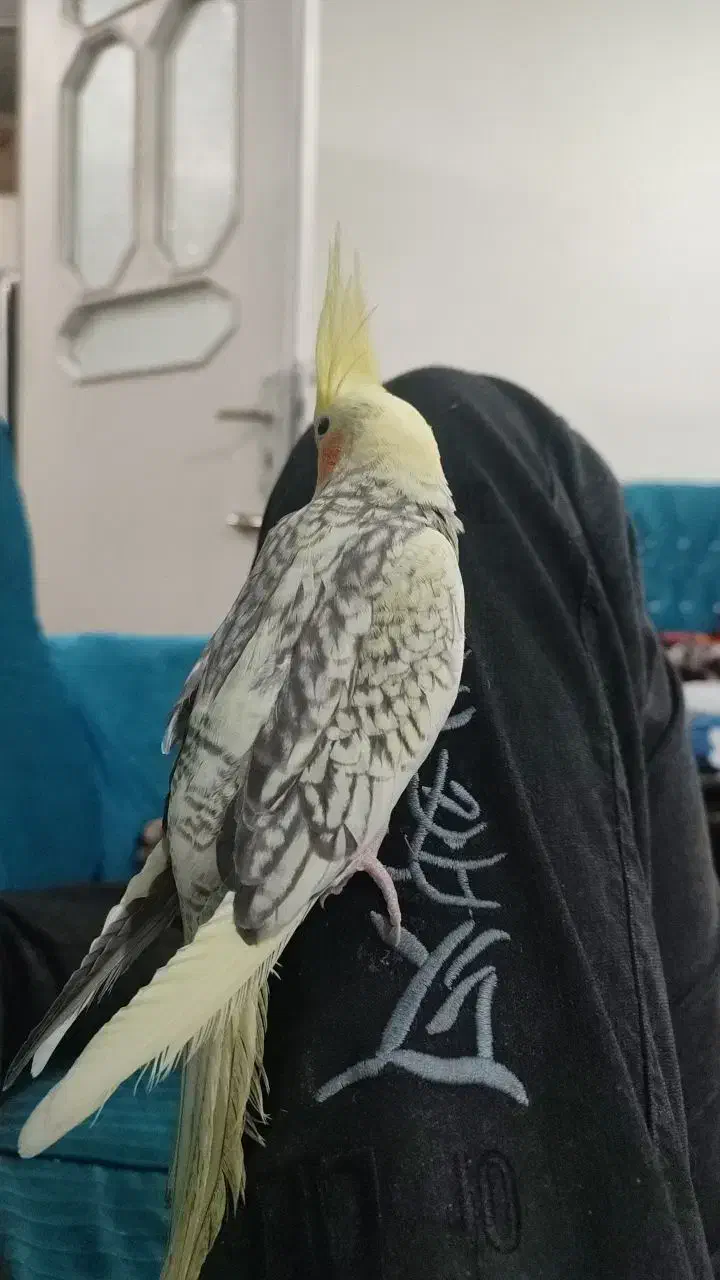 عروس هلندی|پرنده|پاکدشت, خاتون آباد|دیوار