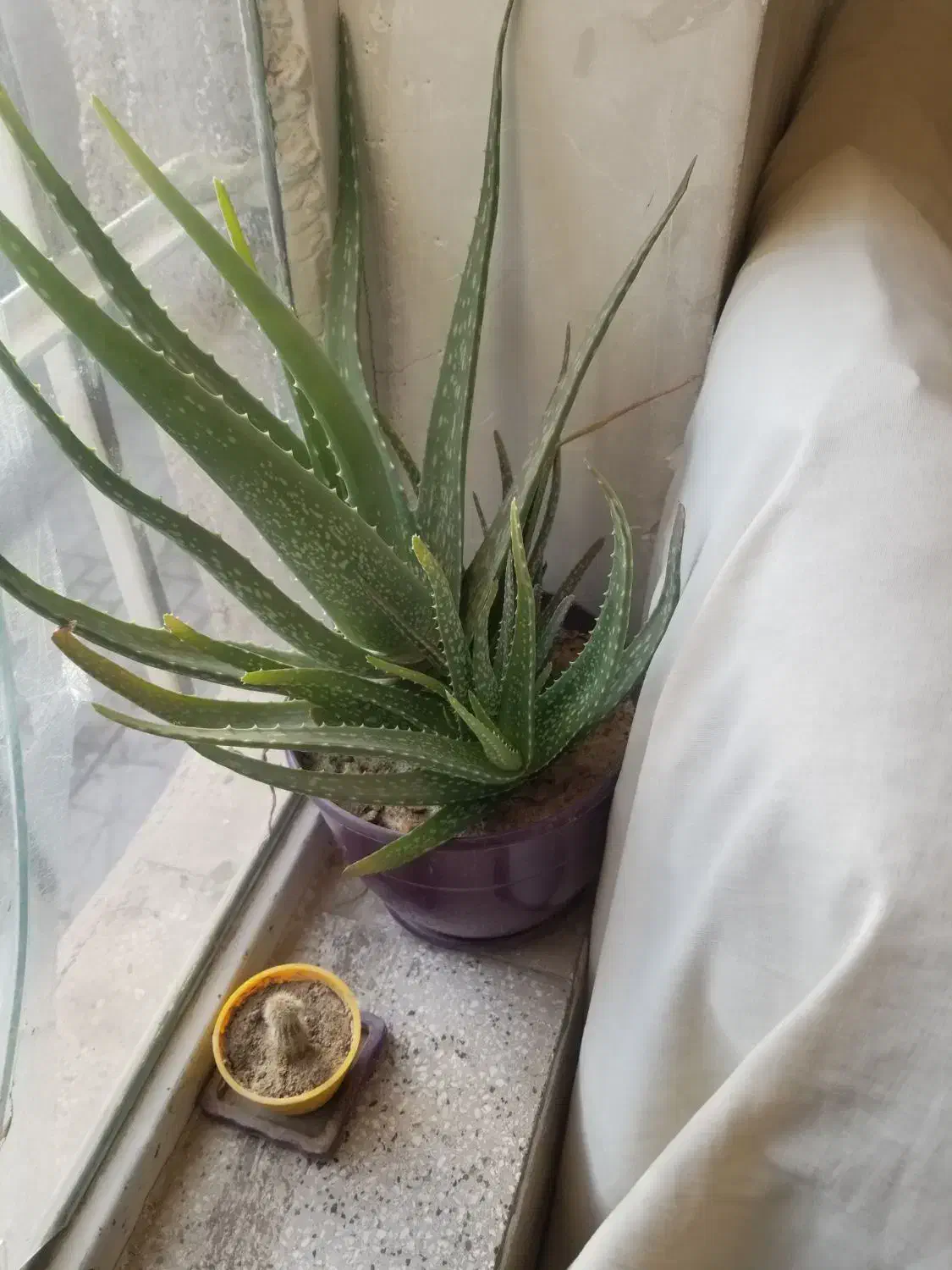 گل آلوئه ورا|گل و گیاه طبیعی|قوچان, |دیوار