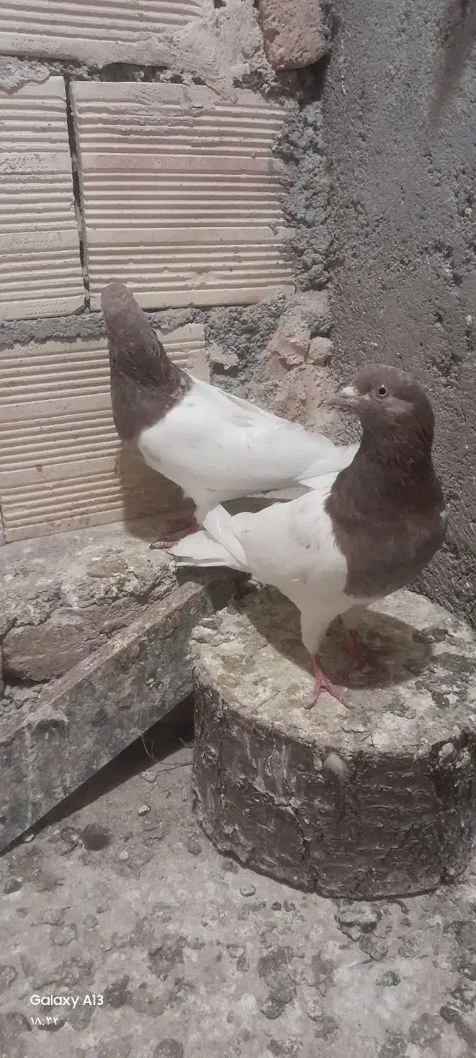 کبوتر قرمزی باش|پرنده|اهر, |دیوار