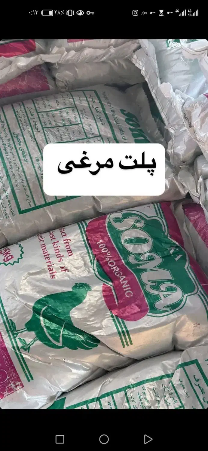 راهنمای کٓود مْرغیّ|فعالیت داوطلبانه|بندرعباس, |دیوار