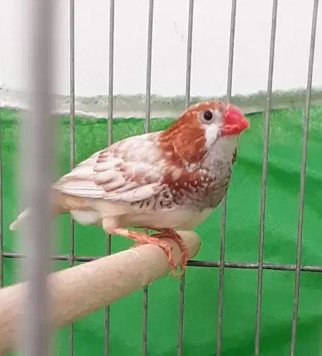 فنج|پرنده|اصفهان, گرکان|دیوار